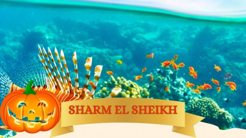 2025 sharm el sheikh festivita bari halloween IN1