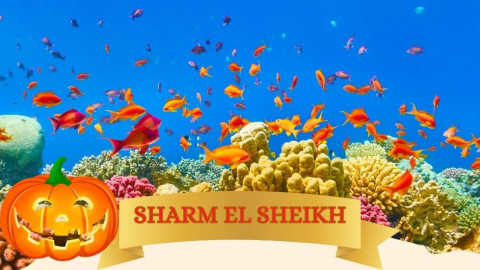 2025 sharm el sheikh festivita napoli halloween IN1