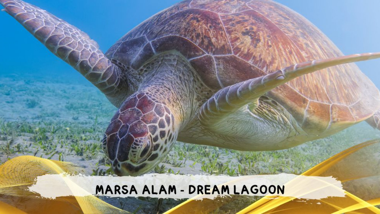 2026 marsa alam da roma dream T IN1