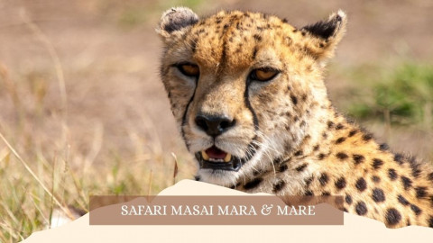 2025 africa masai mara e mare gennaio marzo 26 IN1