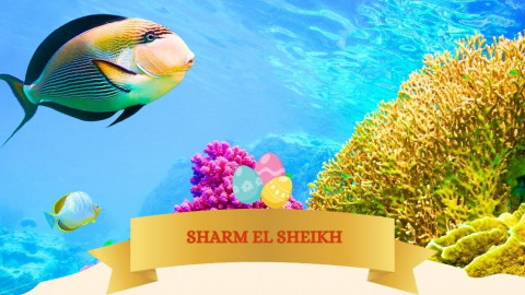 2026 sharm el sheikh T ponti IN1