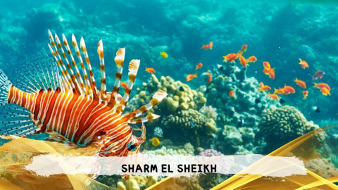 2026 sharm el sheikh da bologna T IN1