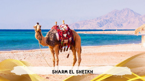 2026 sharm el sheikh da roma queen T IN1