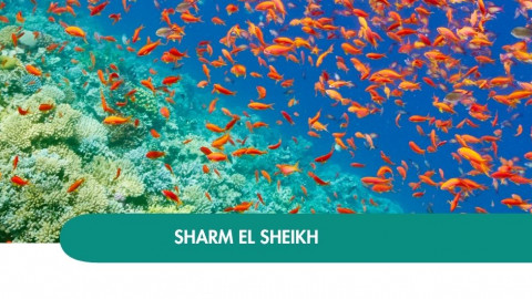 2026 sharm el sheikh halloween T IN1